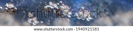 Spring nature background. Beautiful panoramic picture of wild plum tree buds and flowers on dark blue background close up macro. Awesome nature floral spring banner or greeting card.