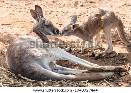 Two red giant kangaroos female and joey nose to nose. Cute young kangaroo and its mother doe lying on the ground.