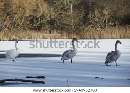 A picture of swans going for a walk on the ice 