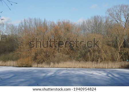 A picture of some trees sitting in a lake with ice around 