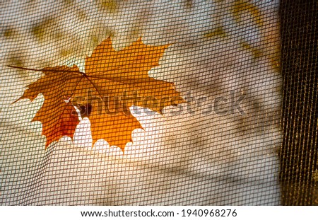 yellow maple leaf falling on a transparent fence mesh in a city autumn park on a sunny day