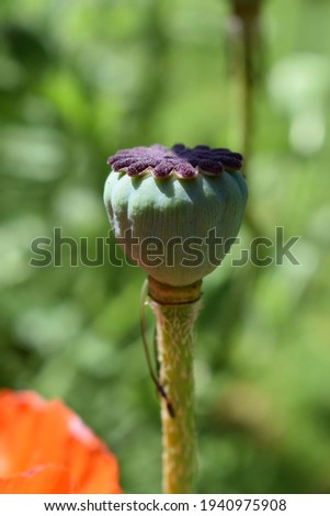 poppy in the black forest