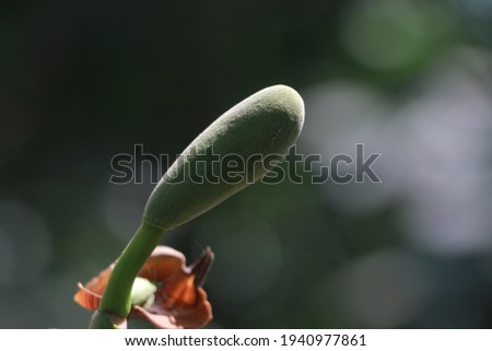 Macro Jackfruit photo stock HD Natural Background from garden daylight 