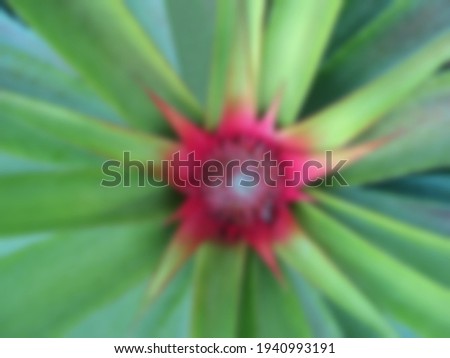 Bright pineapple still young on the farm, with spigot around attached, pink mid-leave on blurred background, Abstract bokeh picture concept.
