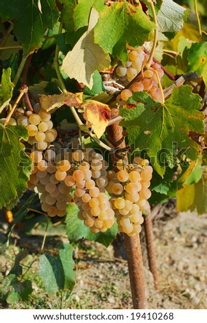 Mature grapes on plant