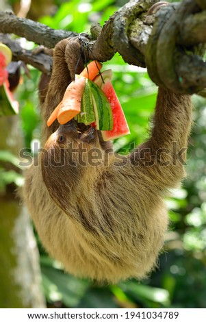 A sloth eating fruits on the tree.