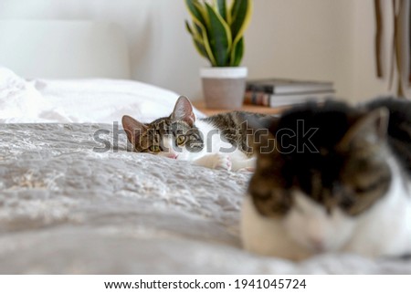 The cute shorthair cats lying on a soft bed