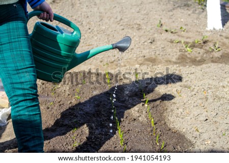Defocus close-up gardener is standing near a beds. The farmer watering leek and onions. Greens. Gardening and farming. Blurred background soil. Drops of water. Out of focus.