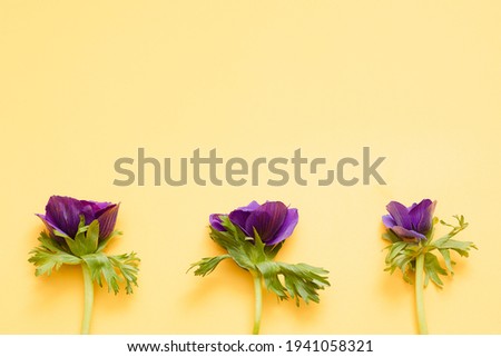 Ultra Violet Anemone Flower on the yellow background
