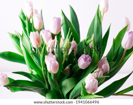 Beautiful spring bouquet of pink tulips on a white background, horizontal orientation