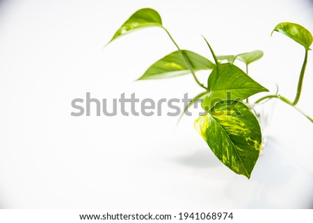 Close up picture of green home plant on white background with copy space