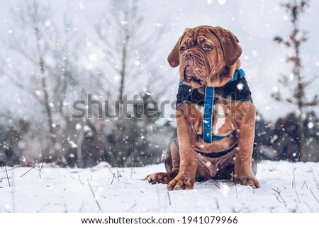 French Mastiff. Bordeaux dog. Big dog playg. Winter and snow.