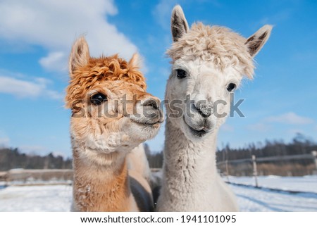 Two lovely alpacas in winter. South American camelid.