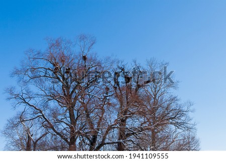 A colony of rooks on a large tree on a clear spring day. Picture with copy space for text.