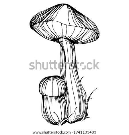 Mushroom illustration sketch for logo. Mushrooms tattoo highly detailed in line art style. Black and white clip art isolated on white background. Antique vintage engraving illustration.
