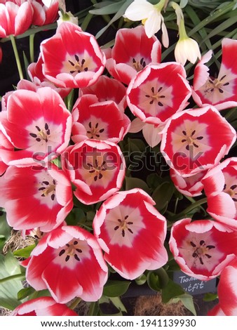 macro photo with a decorative background of beautiful spring flowers in red and white shades of the color of the petals of the herbaceous plant tulips for design as a source for prints, posters