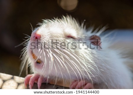 Close-up of a white nutria with a pink nose and yellow teeth. 