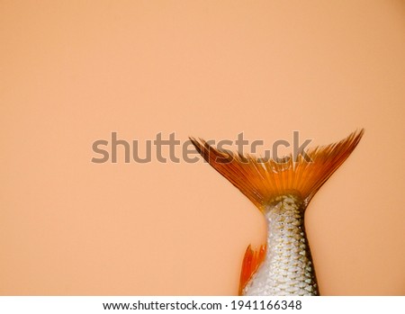 Tail of river roach fish on orange background. Concept of kitchen, food preparation, shop windows, market. Fishing concept.