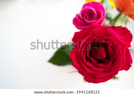 beautiful colorful red, pink, yellow and white roses on a bright white and grey background for weddings or romantic greetings and wishes. Abstract and natural close up of bouquet of flowers