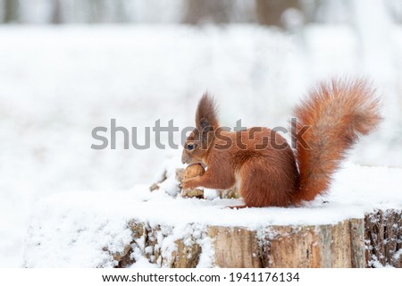 Portrait of squirrels close up on a background of white snow