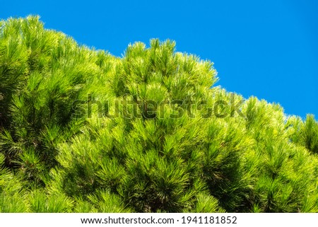 Green pine tree with long needles on a background of blue sky. Crown of lush green pine tree with long needles. Freshness, nature, concept. Latin: Pinus brutia