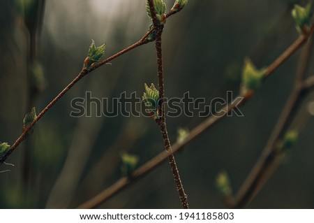 Buds on the trees. Spring awakening. Macro nature.Young leaves on trees.Birch leaves.