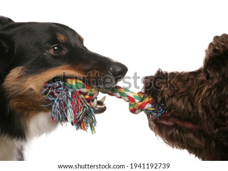 Two dogs playing tug of war isolated on a white background
