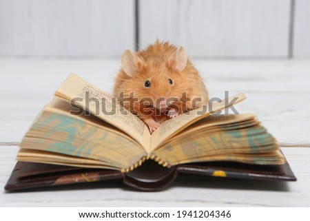 Mouse. Cute pet: mouse reads. Talented animal with book. Books reading. Talent. Education, lesson in school for mouse, animal. Mouse - poet, writer. Leisure for animal, pet. Bookworm pet. Smart mice