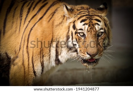 Bengal tiger (Panthera tigris tigris) is Endangered Bahawalpur Zoo, Punjab, Pakistan