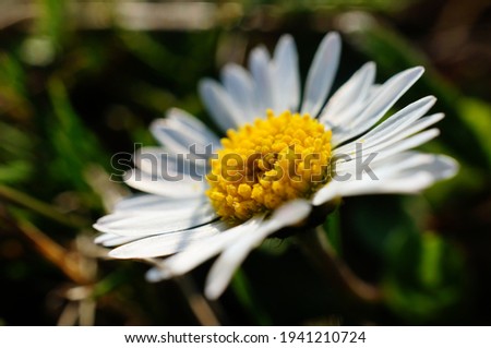 Close up macro photo of a white daisy flower blooming during spring season, hidden in the grass