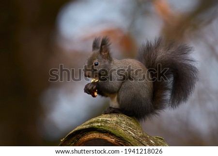 Squirrel (Sciurus vulgaris). Squirrel has a bushy tail, which helps her to keep an balance at climbing and jumping. Its hair can be black, ginger or brown. 