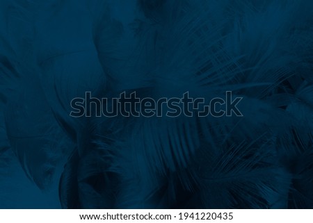 Beautiful macro dark blue feather pattern texture background 