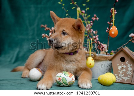 The cutest puppy posing for the picture with some Easter decorations like eggs and bunnies and looking away [Shiba inu]