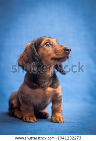 Thoughtfully looking somewhere away, a beautiful dog sitting and posing for the photos on the blue background [Dachshund]