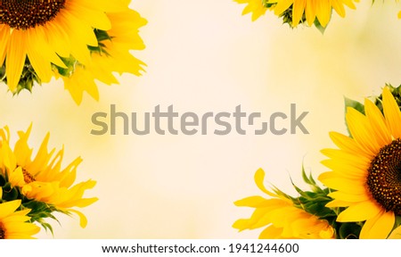 Sunflower flower. Colorful flower. Flower in the garden on a sunny summer or spring day. Flower for beauty postcard decoration and design concept of agriculture. copyspace