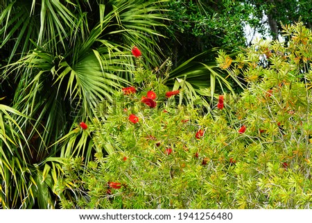Red Bottlebrush tree and flower 