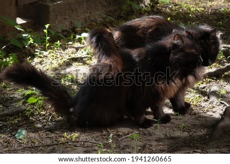 Two black furry cats cuddle their tails, on the ground, in summer, outside the house, in sunlight and shadows
