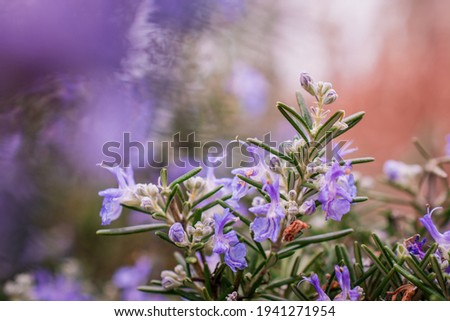 The image shows blooming rosemary in garden