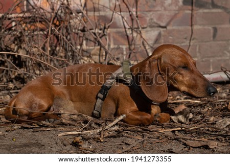 An adult dachshund lying on textured background of dry leaves and soil. An outdoor portrait of a well breed dog in a sunny day. Stock photography.
