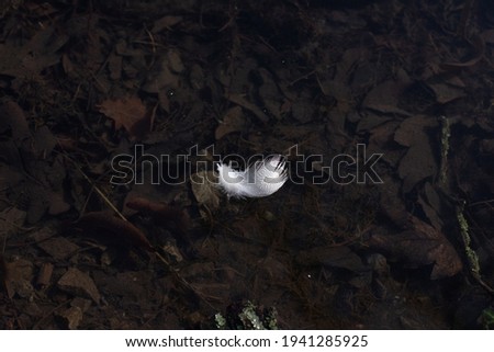 A small feather of a wild bird on water surface. One isolated object in white color in the center of the illustration. Space for text on dark background. Stock photography.