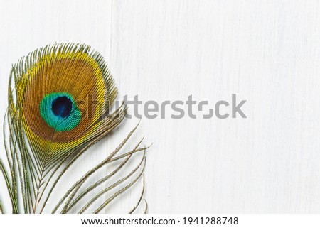Natural background with a bright, colorful peacock feather. Fragment, on light gray boards. Top view, copy space