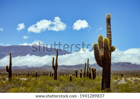 cactus and mountains in Salta, Argentina