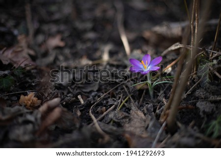 A blooming violet crocus among last year dry leaves. Seasonal wild flowers in a forest, garden, or city park. An isolated color on dark background. Stock photography.