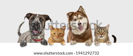 Row of dogs and cats with happy expressions hanging paws over blank white website banner or social media timeline cover. 