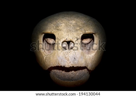 Close up of a turtle skull isolated on black background.