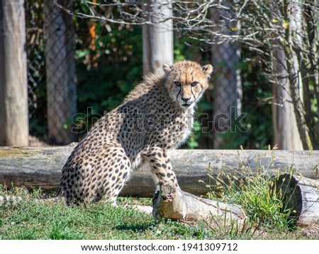 A beautiful Asiatic cheetah on a blurred background in its natural habitat