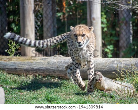 A beautiful Asiatic cheetah on a blurred background in its natural habitat