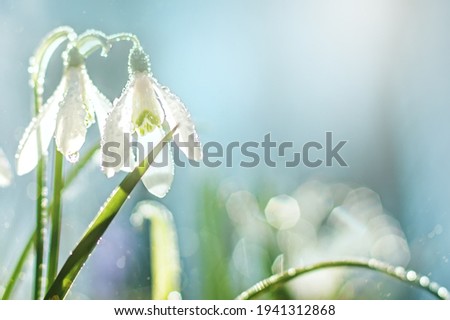 spring flowering white in sunshine, Common Snowdrop flowers with Water Drops in Spring Forest. Galanthus nivalis on banner. Easter background. Soft focus. Blurred art Royalty-Free Stock Photo #1941312868