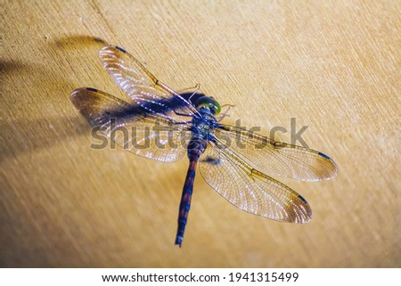 A dragonfly is resting on plywood Royalty-Free Stock Photo #1941315499