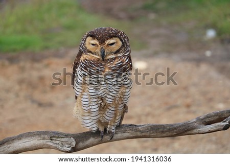Owl perching on branch in forest picture. Cute owl on branch in vibrant green forest